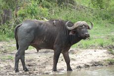 Afrikanischer Büffel (47 von 102).jpg